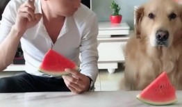 狗狗吃瓜表情视频下载免费,狗狗吃瓜表情视频萌动全网